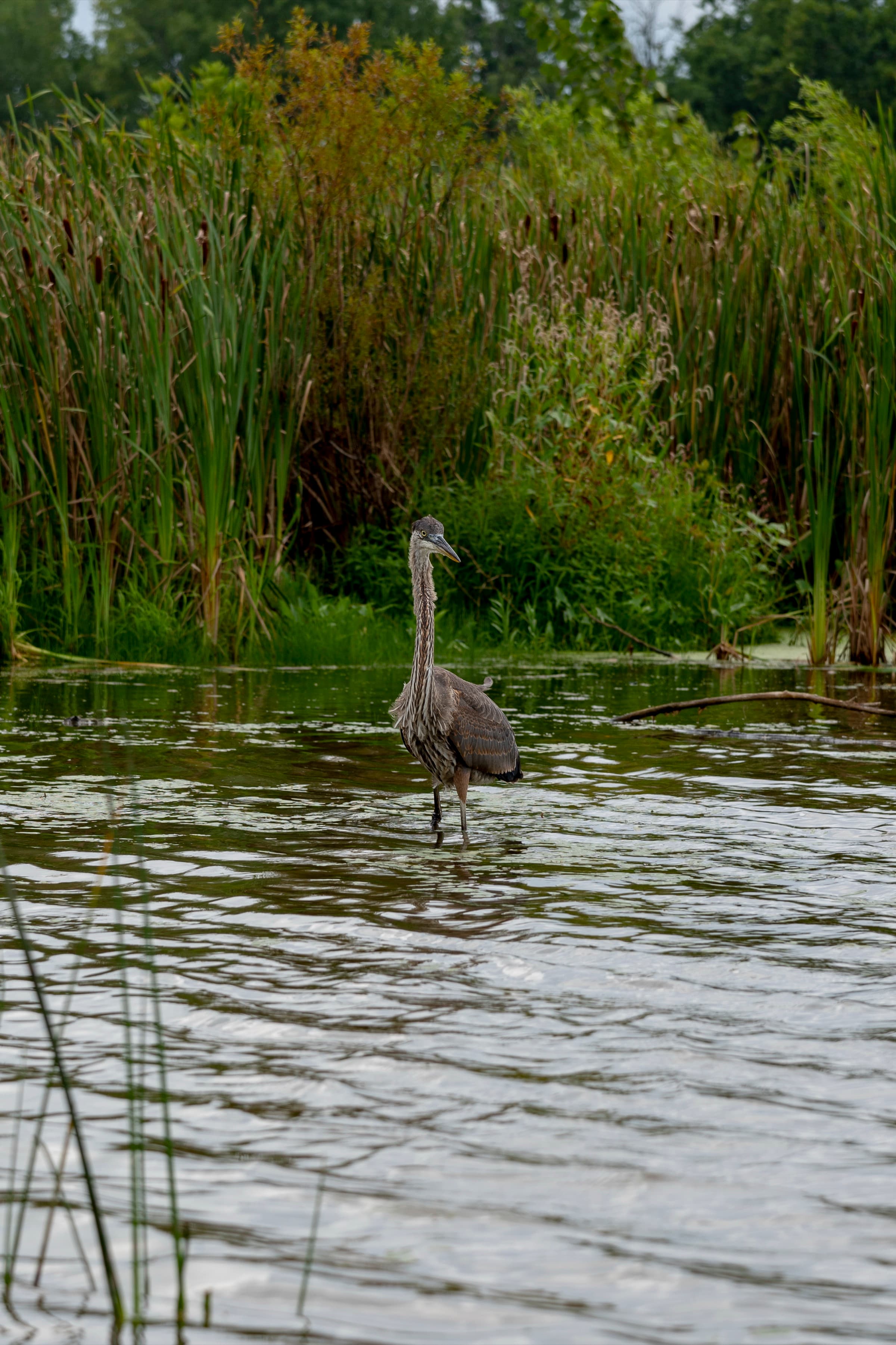A great blue heron wading at Darby Bend Lakes in Prairie Oaks Metro Park near Galloway, Ohio