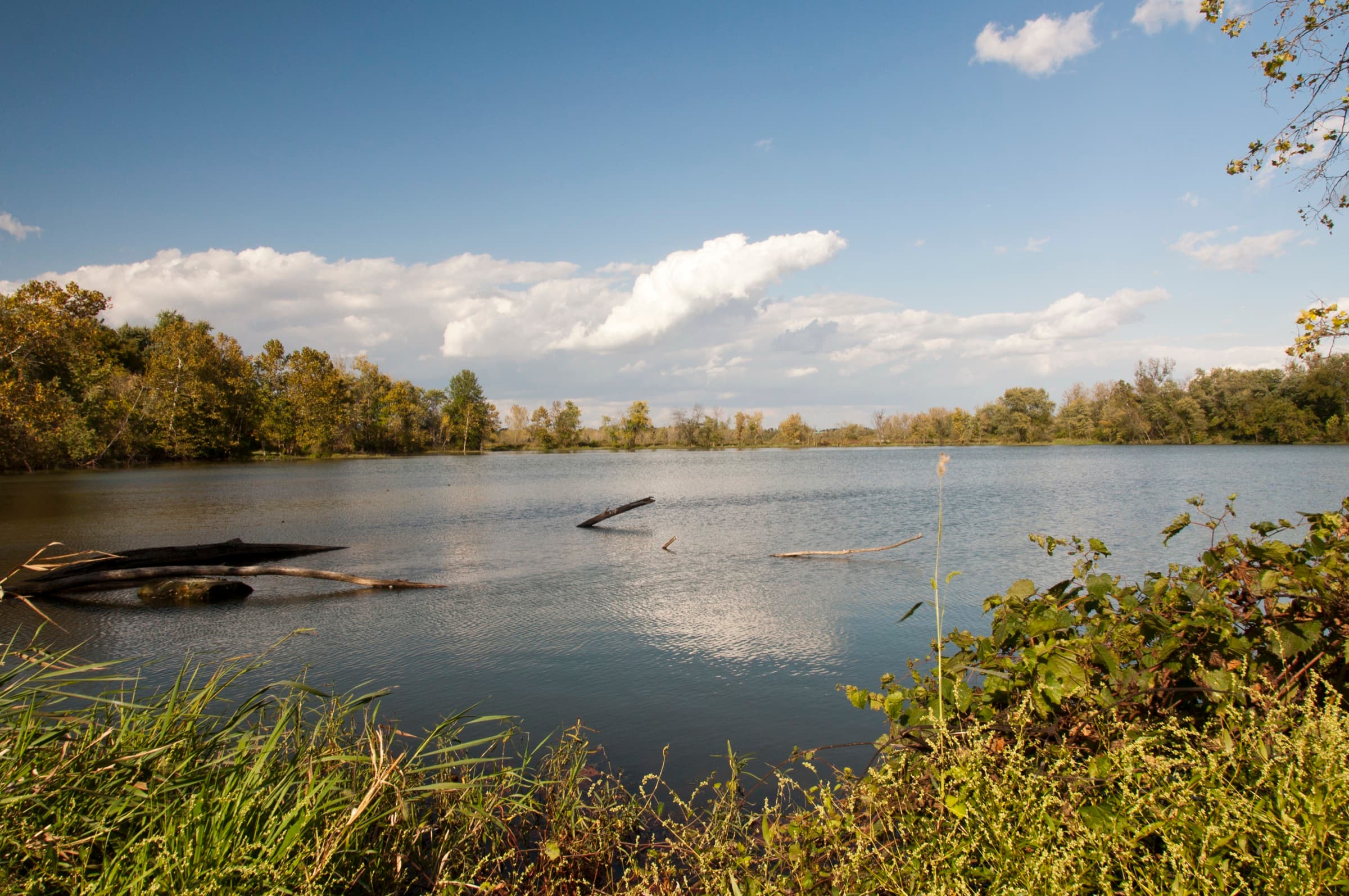 Blue sky and clouds reflected in Heron Pond, ringed by trees and tall grasses at Three Creeks Metro Park