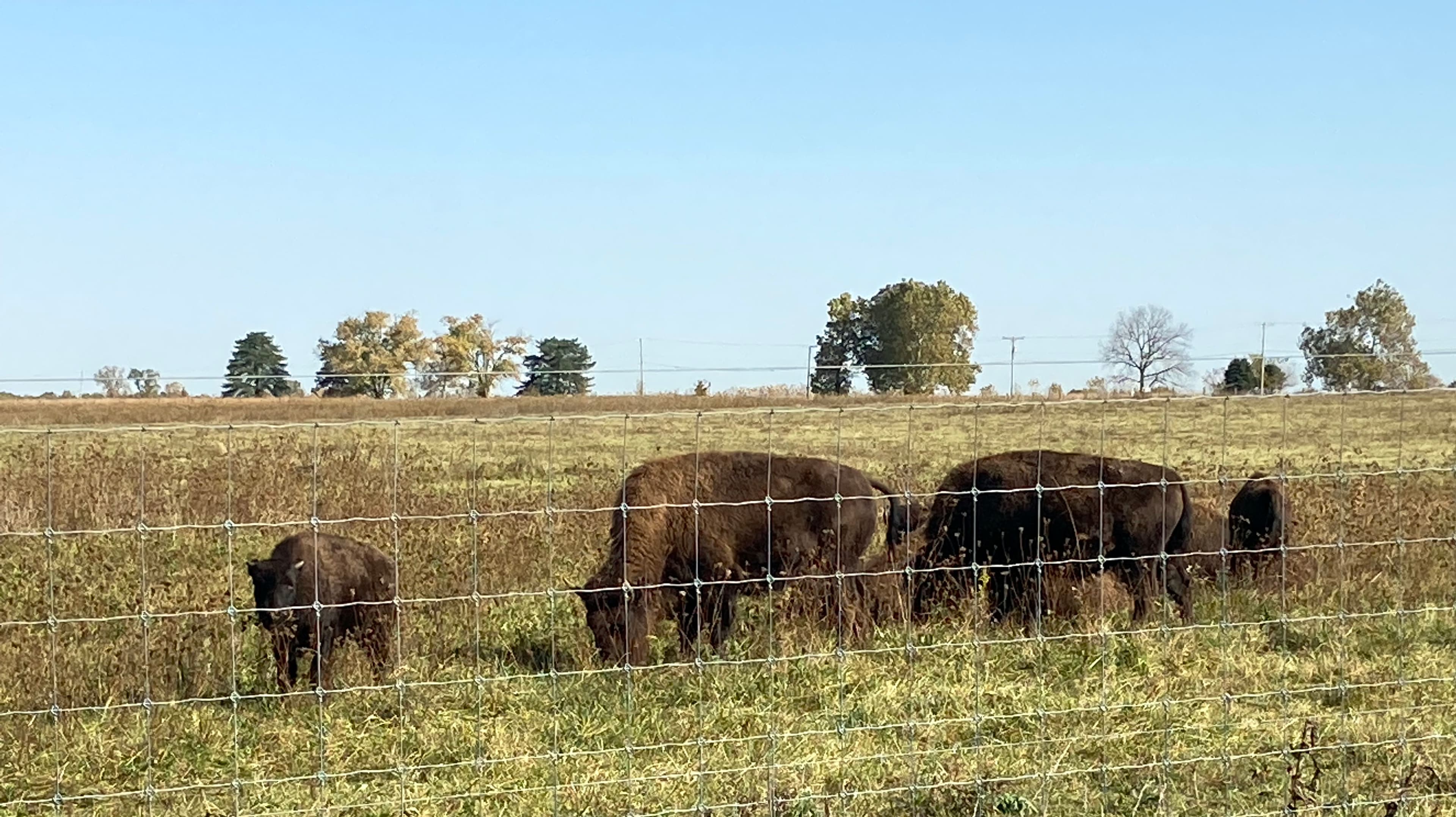 Bison grazing in a prairie pasture at Battelle Darby Creek Metro Park in Galloway, Ohio